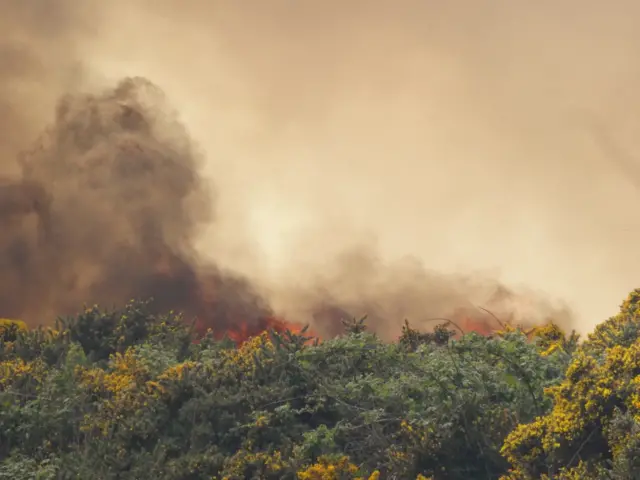 Gorse fire