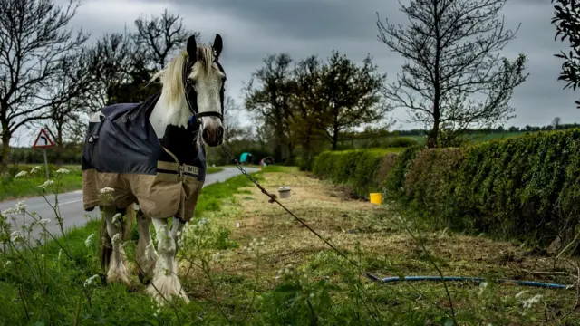 Horse in Rutland