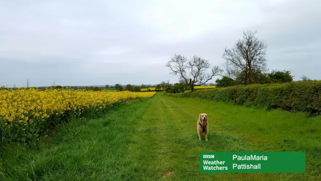 A dog in a field in Pattishall.