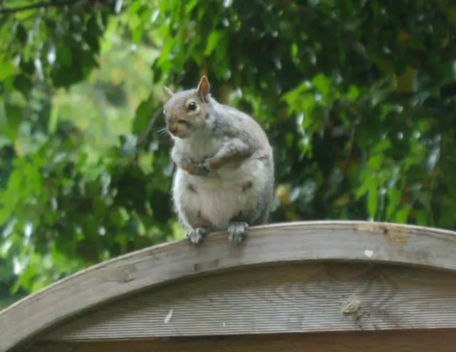 A grey squirrel