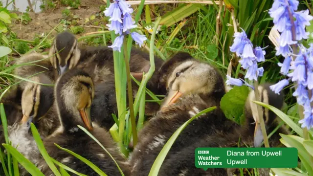 Ducks among bluebells