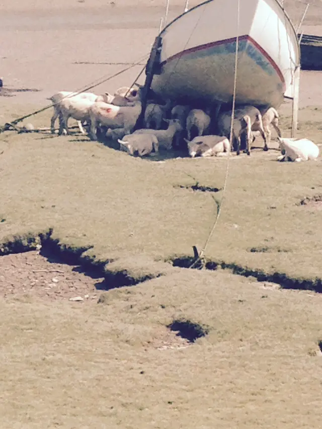 Sheep taking shade under a boat