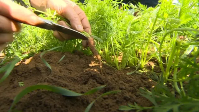 Hand holding a small carrot, above soil