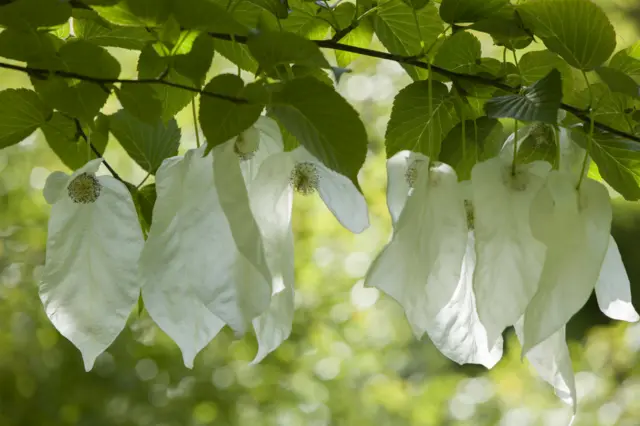 Handkerchief tree