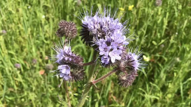 Flower at Bradfield Woods