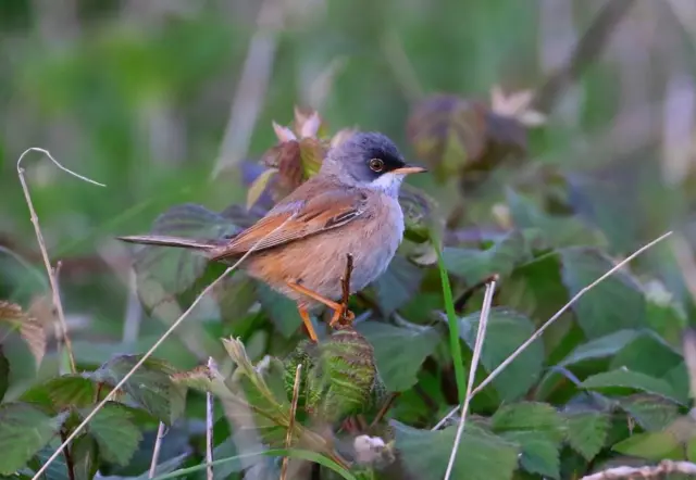 Spectacled warbler