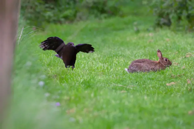 Rabbit and crow