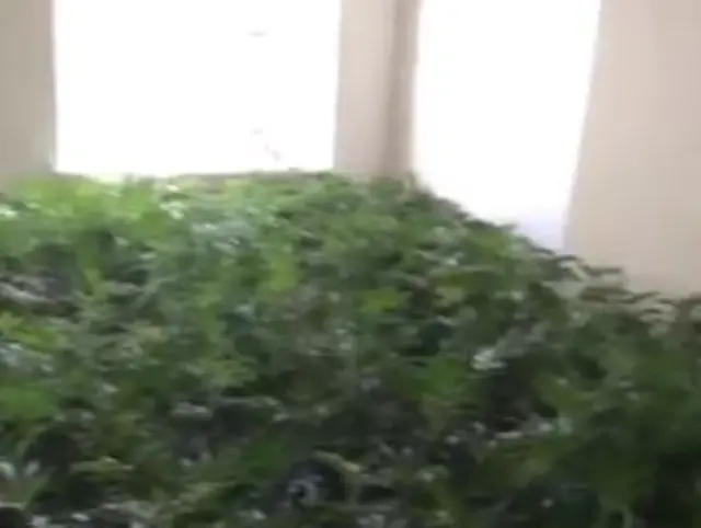 Cannabis factory