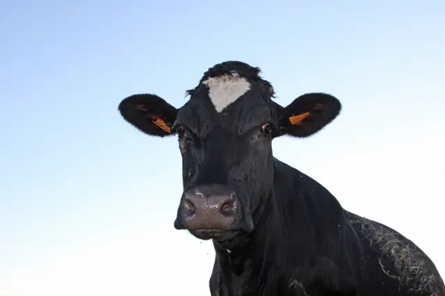 Stock image of cow