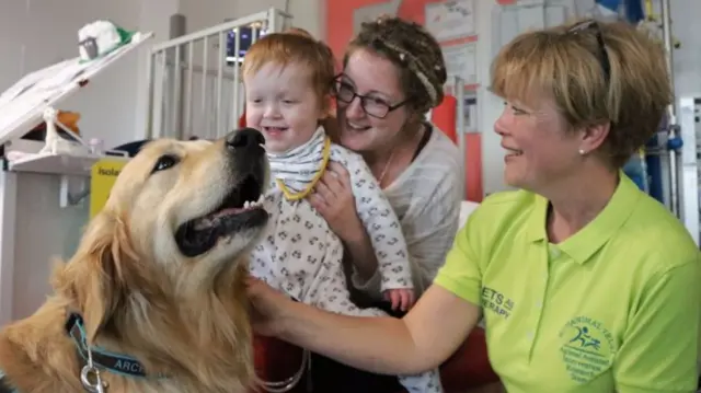 Archie the dog at Southampton Children's Hospital