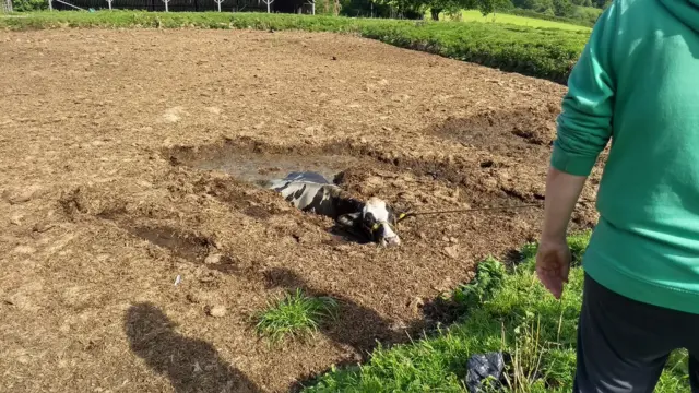 Cow in slurry pit