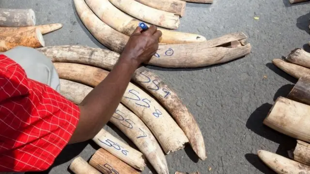 A Kenya Wildlife Service (KWS) officer numbers elephant ivory tusks on July 3, 2013 after a container destined to Malasyia full of tusks was seized in a private yard in the Changamwe area, having come from Uganda at the ports of Mombasa.