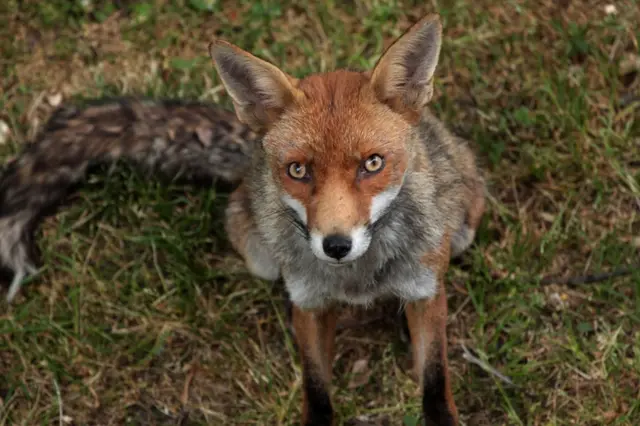 Fox