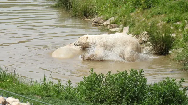 Polar bears