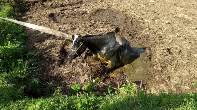 Cow in slurry pit