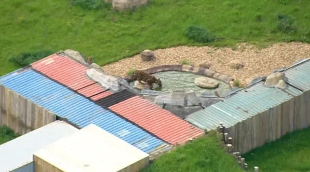 Tiger in pool at Hamerton Zoo Park