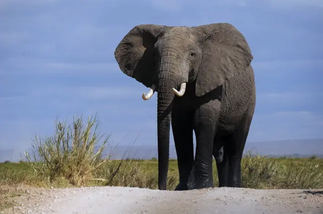 A bull elephant walks on October 7, 2013 at Amboseli National Park, approximately 220 kms southeast of Nairobi.