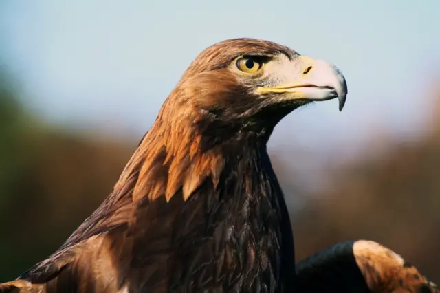 eagle