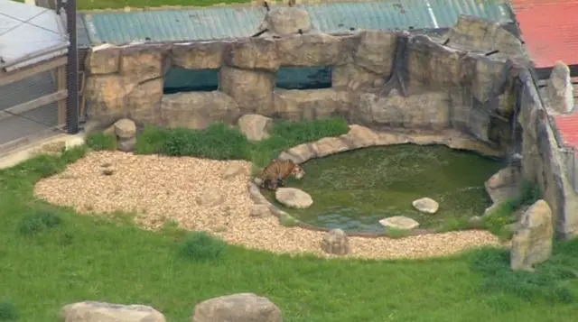 Tiger in pool at Hammerton Zoo