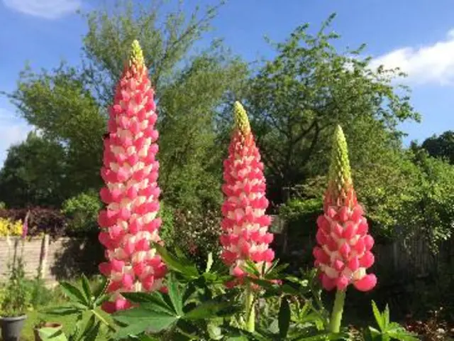 Lupins in Sutton Coldfield