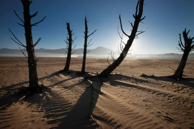 A picture taken on May 10, 2017 shows bare sand and dried tree trunks standing out at Theewaterskloof Dam, which has less than 20% of it"s water capacity, near Villiersdorp, about 108km from Cape Town. South Africa"s Western Cape region which includes Cape Town declared a drought disaster on May 22