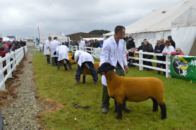 Sheep. Pic: Andrew Segal