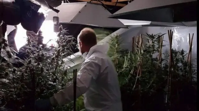 Cannabis factory