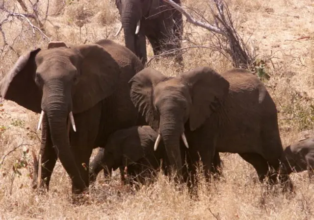 Mozambique elephants