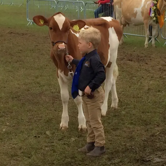 Cow competition. Pic: Andrew Segal