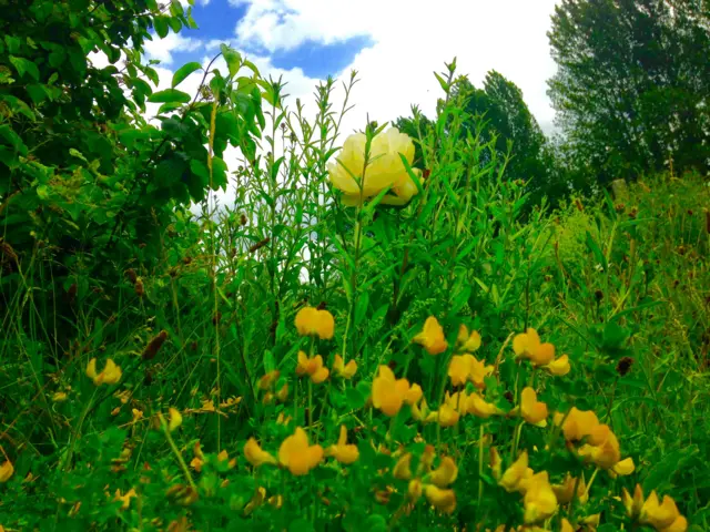 Flowers in Ilkeston