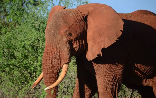 A female elephant is pictured in Tsavo East national park, on November 21, 2016