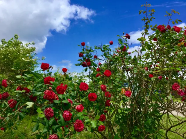 Flowers in Hathern