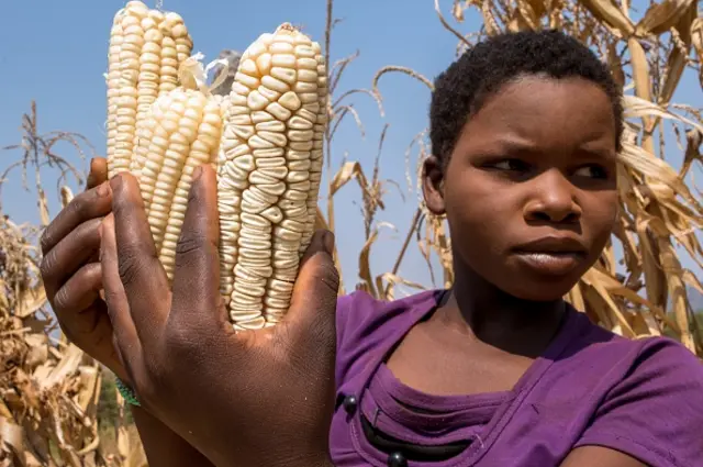 A zimbabwean girl, Vimbiso Chidamba, inspects some of the few remaining maize cobs in the family's granary as she gathers cobs in a sack for milling at her village in Musana Bindura on September 2, 2015.