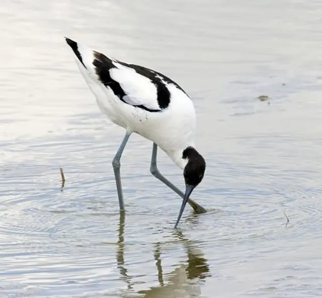 Avocets