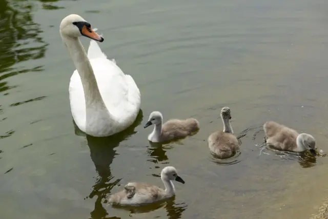 Swan and signets