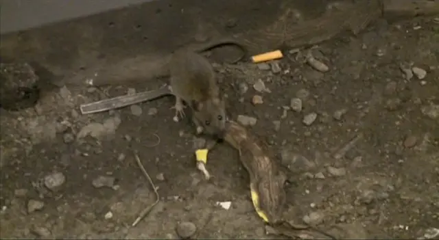 Rat eating a banana skin