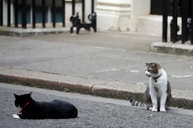 Larry and Palmerston