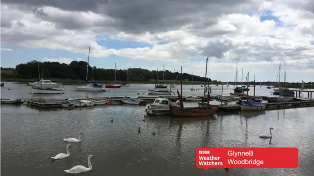 Swans on the river at Woodbridge