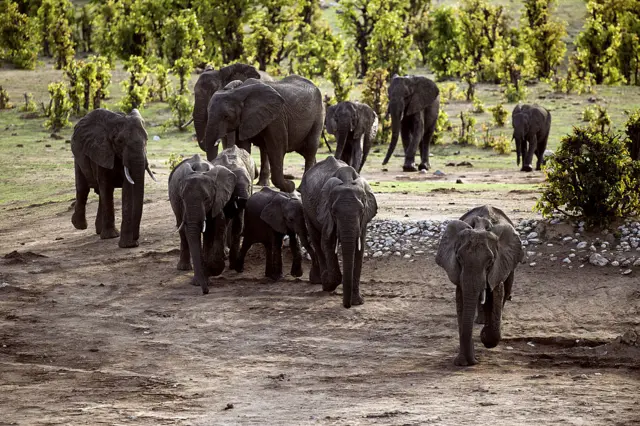 A herd of African elephants is pictured on November 17, 2012 in Hwange National Park in Zimbabwe