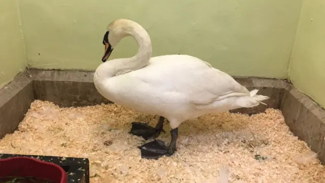 Mabel the swan at RSPCA Stapeley Grange