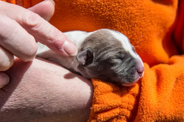 Abandoned puppy. Pic: Paul Slater Images