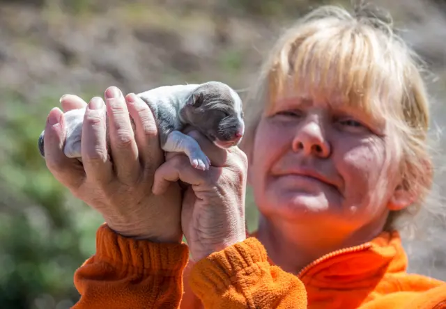 Abandoned pup. Pic: Paul Slater Images