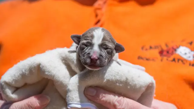 Abandoned puppy. Pic: Paul Slater Images