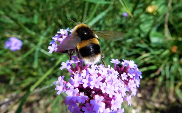 Bee