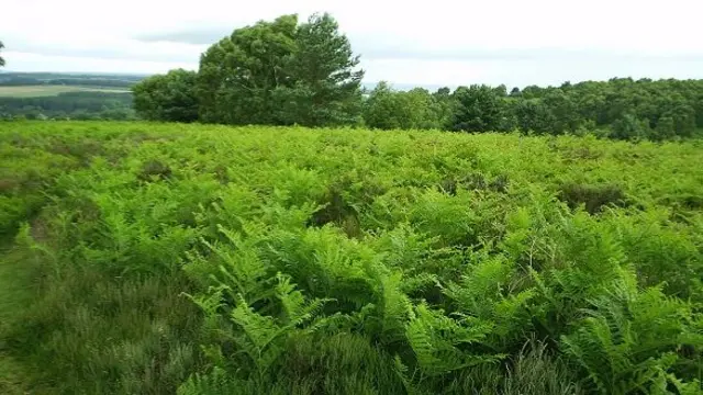 Bracken growing on Broc Hill, Cannock Chase