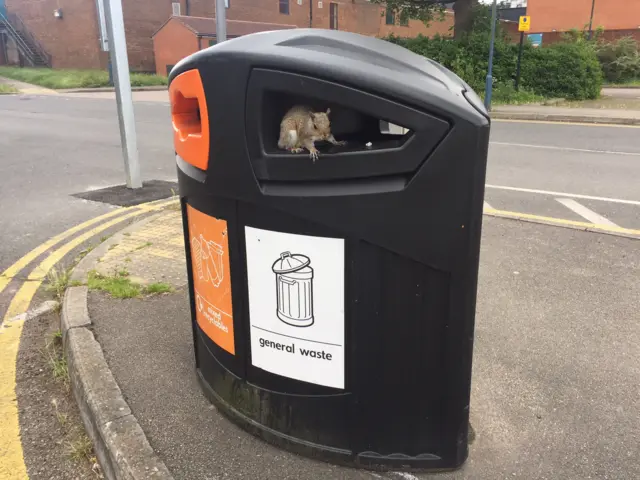 Squirrel sits at the entrance to a rubbish bin