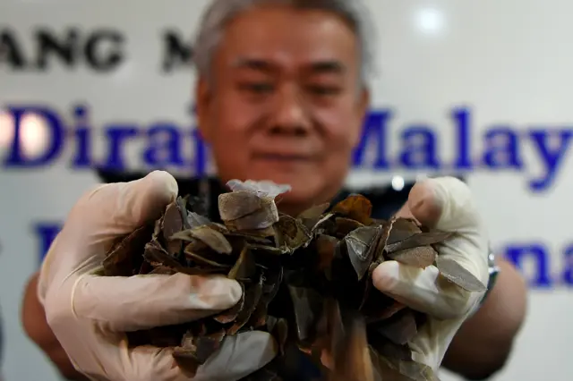 Malaysian Airports Customs Director Hamzah Sundang displays seized pangolin scales during a press conference at the Customs Complex in Sepang on June 16, 2017.