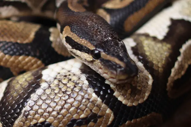 A man holds a Python in the 'Python Temple'