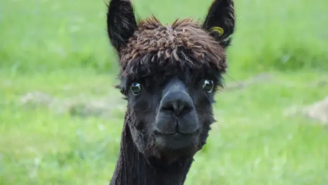 Alpaca