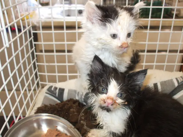 Kittens dumped in Gillingham